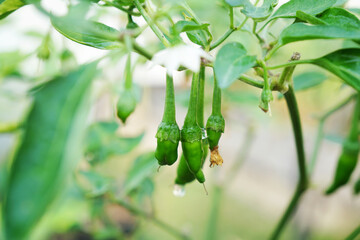 Group of green chili on tree in morning light. Fresh homegrown, organic vegetables, green food. Plant plot in urban farming.