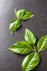 Fototapeta premium basil, herb, plant, leaf, fresh, vegetable, ingredient, salad, healthy, nature, herbs, organic, herbal, garden, seasoning