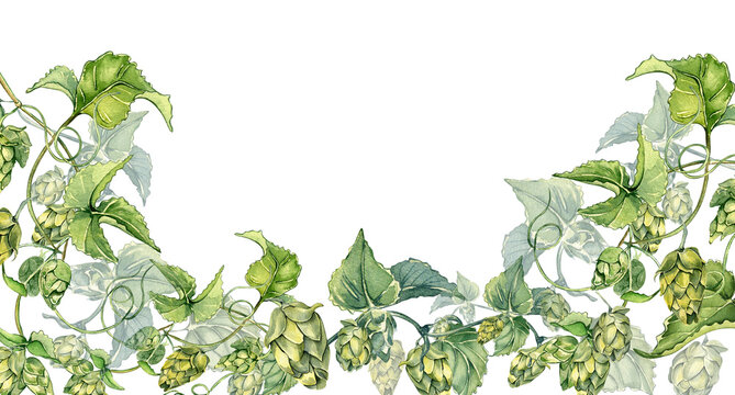 Board of hop vine, plant humulus watercolor illustration isolated on white background.
