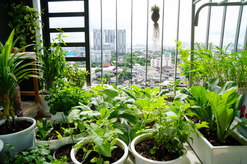 Edible vegetable garden on terrace of condominium in the morning light. Little urban or city...