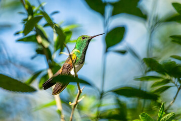 Snowy-bellied Hummingbird - Saucerottia edward, beautiful colored small hummingbird from Latin...