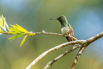 Snowy-bellied Hummingbird - Saucerottia edward, beautiful colored small hummingbird from Latin America woodlands and gardens, Volc&aacute;n, Panama.