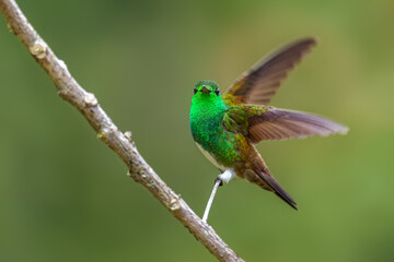 Snowy-bellied Hummingbird - Saucerottia edward, beautiful colored small hummingbird from Latin America woodlands and gardens, Volcán, Panama.