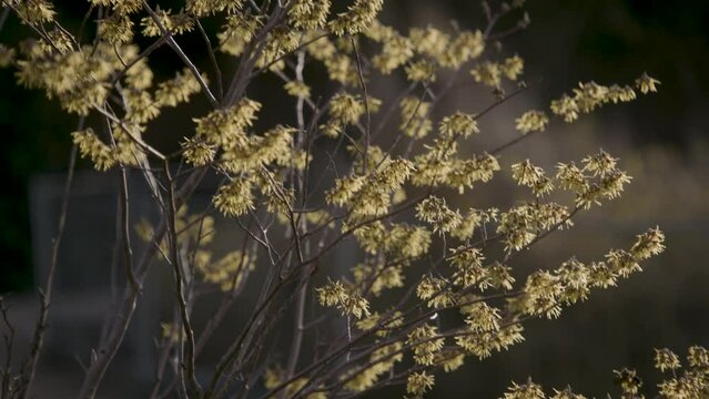 Forsythien im Wind