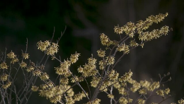 Schwenk &uuml;ber Forsythien im Wind