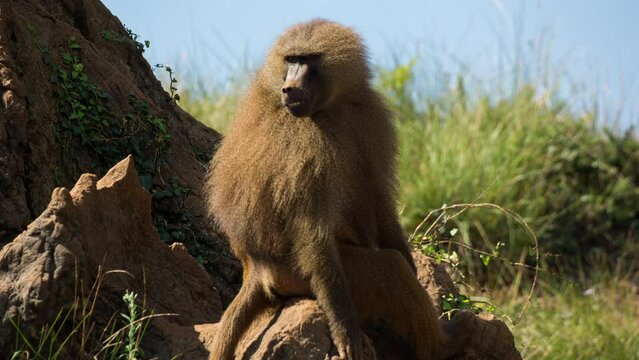 Baboons in nature setting