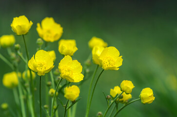 Obraz premium Bright yellow flowers in the field. Water drops, rain on flower petals. Place for text