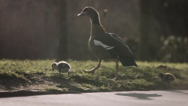 Gans mit K&uuml;ken in der Morgensonne