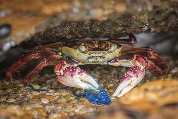 Variegated Shore Crab with a bluebottle, Narooma, NSW, January 2023