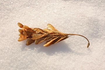 Winged mature maple seeds isolated on white background, snow. Package maple seed flying. Called helicopters, whirlers, twisters, whirligigs or samaras are winged seeds produced by maple trees. plants - Powered by Adobe