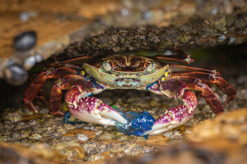 Variegated Shore Crab with a bluebottle, Narooma, NSW, January 2023