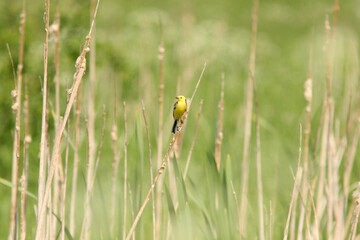 Beautiful yellow and black passerine bird, Motacilla citreola, citrine wagtail perched on an old broadleaf cattail straw