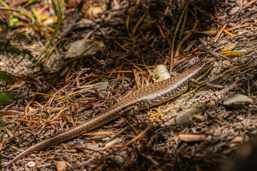 Water Skink, Narooma, NSW, December 2022