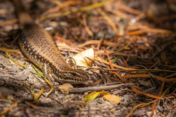 Water Skink, Narooma, NSW, December 2022