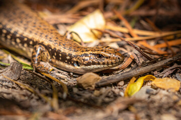 Water Skink head, Narooma, NSW, December 2022