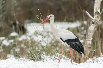 Beautiful White stork (Ciconia ciconia) in the snow collection branches for nest building. Noord...