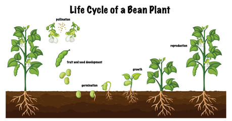 Life cycle of a bean plant diagram for science education
