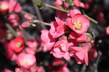 Fototapeta na wymiar Spring Flowering Trees with Pink Blossoms in a Garden, Japanese Quince, Chaenomeles Japonica, Macro