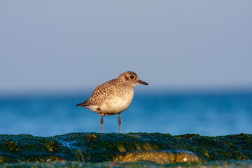 small water bird looking for food in the seaweed, Sanderling, Calidris alba