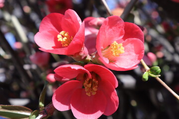 Spring Flowering Trees with Pink Blossoms in a Garden, Japanese Quince, Chaenomeles Japonica, Macro