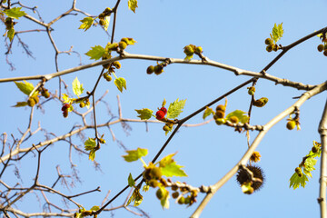 Buds of a chestnut tree in very early spring. Blue sky and chestnut twigs in the background