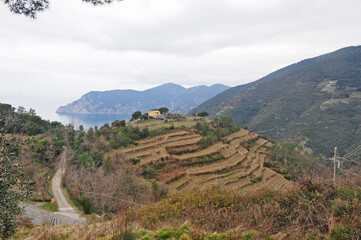 Fototapeta na wymiar Veduta dalle cinque terre - Terrazze e terrazzamenti sopra Vernazza, Liguria 