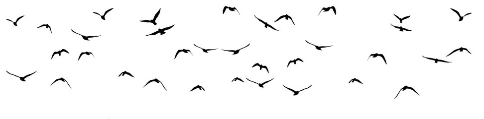 png flock of birds silhouette isolated on clear background