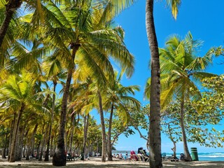 Palms on a beach in Dominican Republic