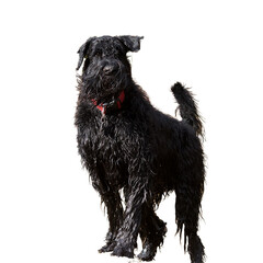 Front view of a beautiful standing wet black giant Schnauzer ( or riesenschnauzer )looking at camera.