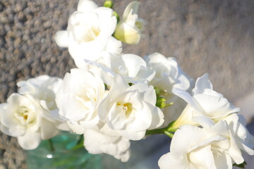 Naklejka na ściany i meble Spring Flowers in a Garden, Freesia