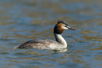 北上を始めるカンムリカイツブリ