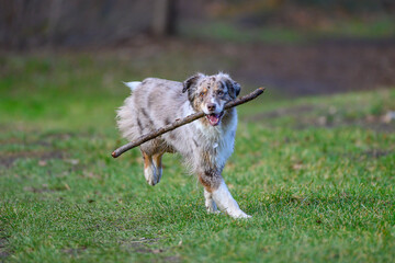 Australian Shepherd in Bewegung