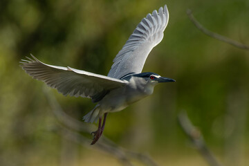 春になり公園に訪れたゴイサギ