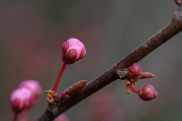 Bl&uuml;te Zierkirsche