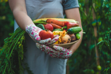 Farmer woman harvests vegetables in the garden. Selective focus.