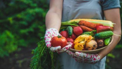 Farmer woman harvests vegetables in the garden. Selective focus.