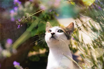 Tuinposter chat sent la lavande © jean