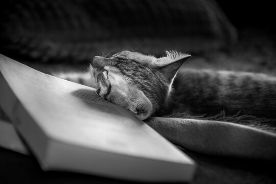 chat qui dort sur un livre