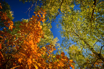 Autumn leaves of trees against a clear cloudless sky.