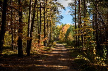 Field dirt road among the forest in autumn