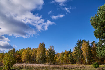 Rural landscape of wet meadows and areas in the forest