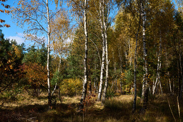 Rural landscape of wet meadows and areas in the forest