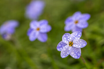 ハナニラの花　春のイメージ