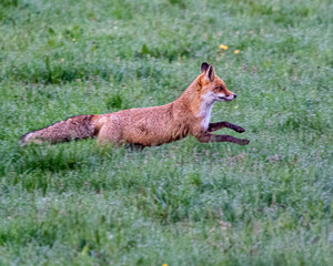 renard qui court