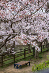 桜と公園のベンチ　春の花見のイメージ