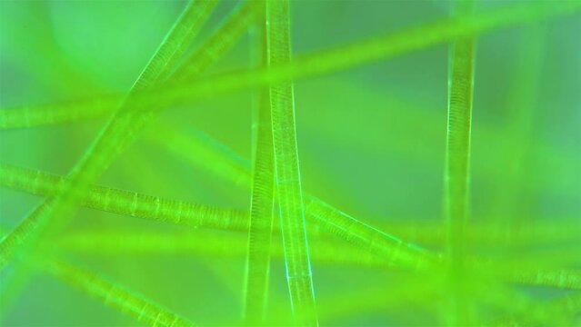 Algae Spirogyra under the microscope, order Zygnematales. They belong to the filamentous Charophyta. Movement of a large number of algae in accelerated shooting.