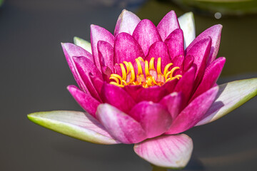 睡蓮の花　初夏のイメージ