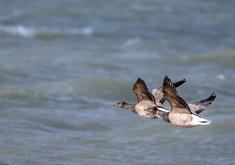 vol de canard sauvage