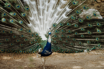 peacock with feathers out