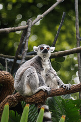 A Lemur, Native Animal of Madagascar, Sitting on the Branch of a Tree